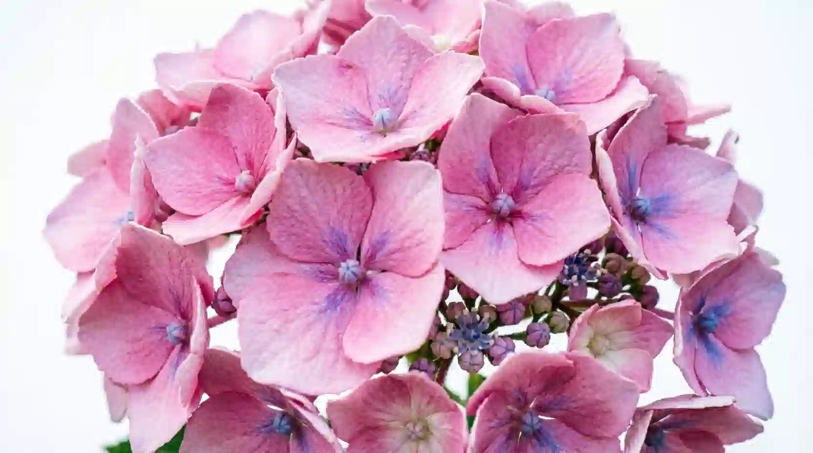 Commercial flower chiller storing fresh Hydrangeas