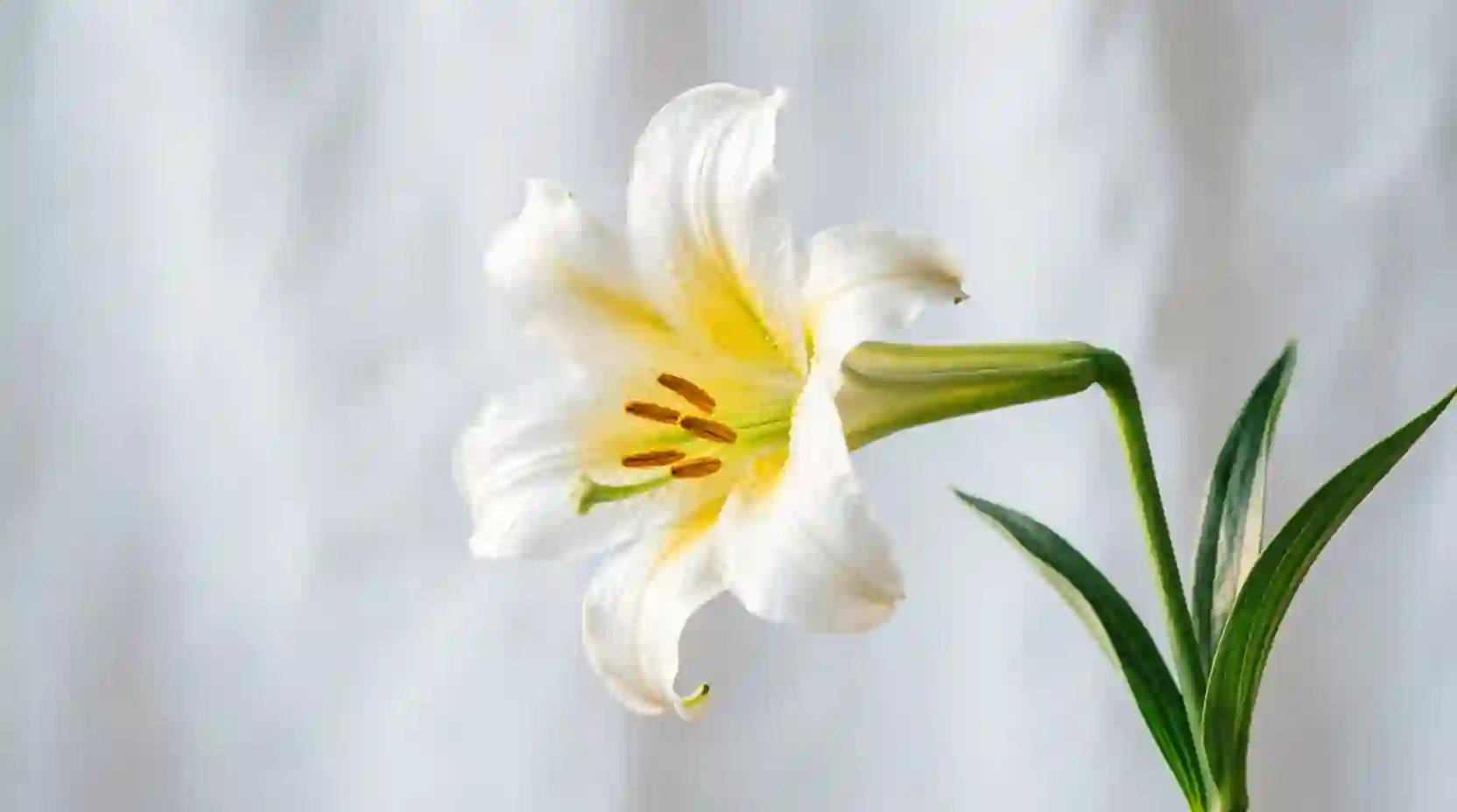 Lillies in cold room