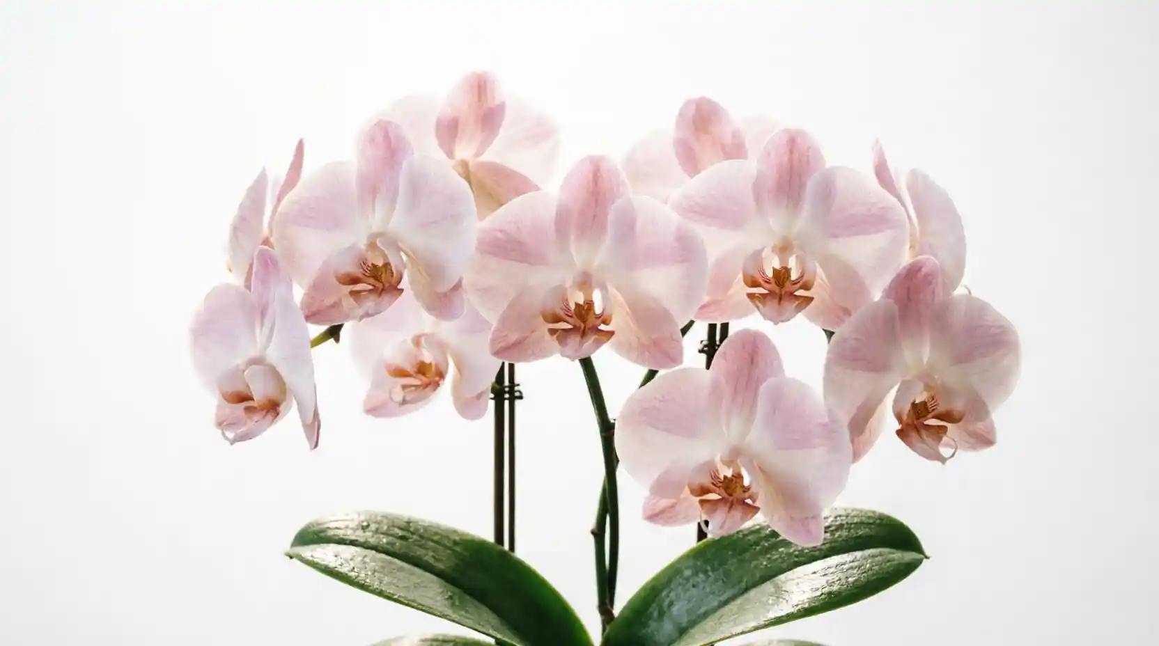 Orchids flower refrigeration