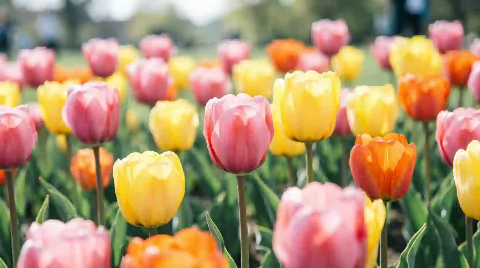Tulips in floral cooler