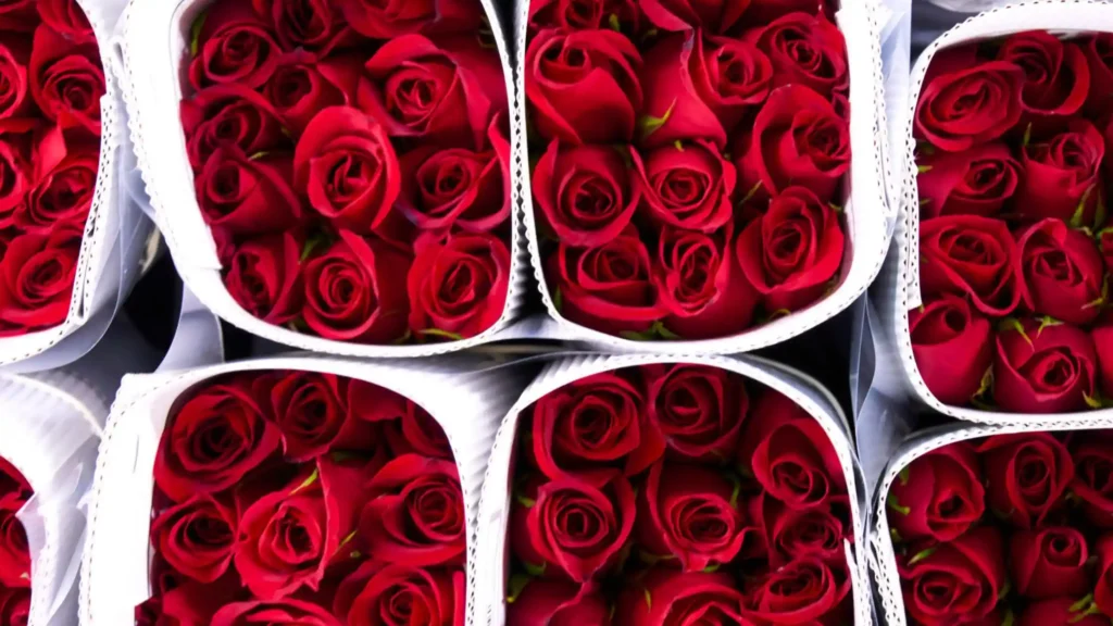 Fresh red roses stored in a flower cold storage room to maintain quality