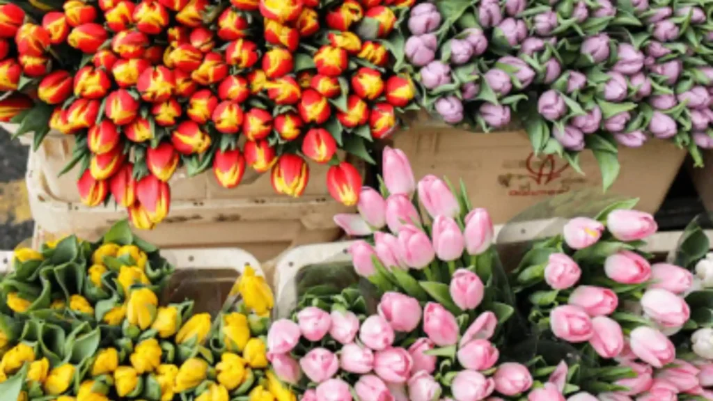 Premium tulips stored at the ideal temperature in a flower cooler
